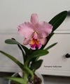 Blc. (Rlc.) George King Serendipity